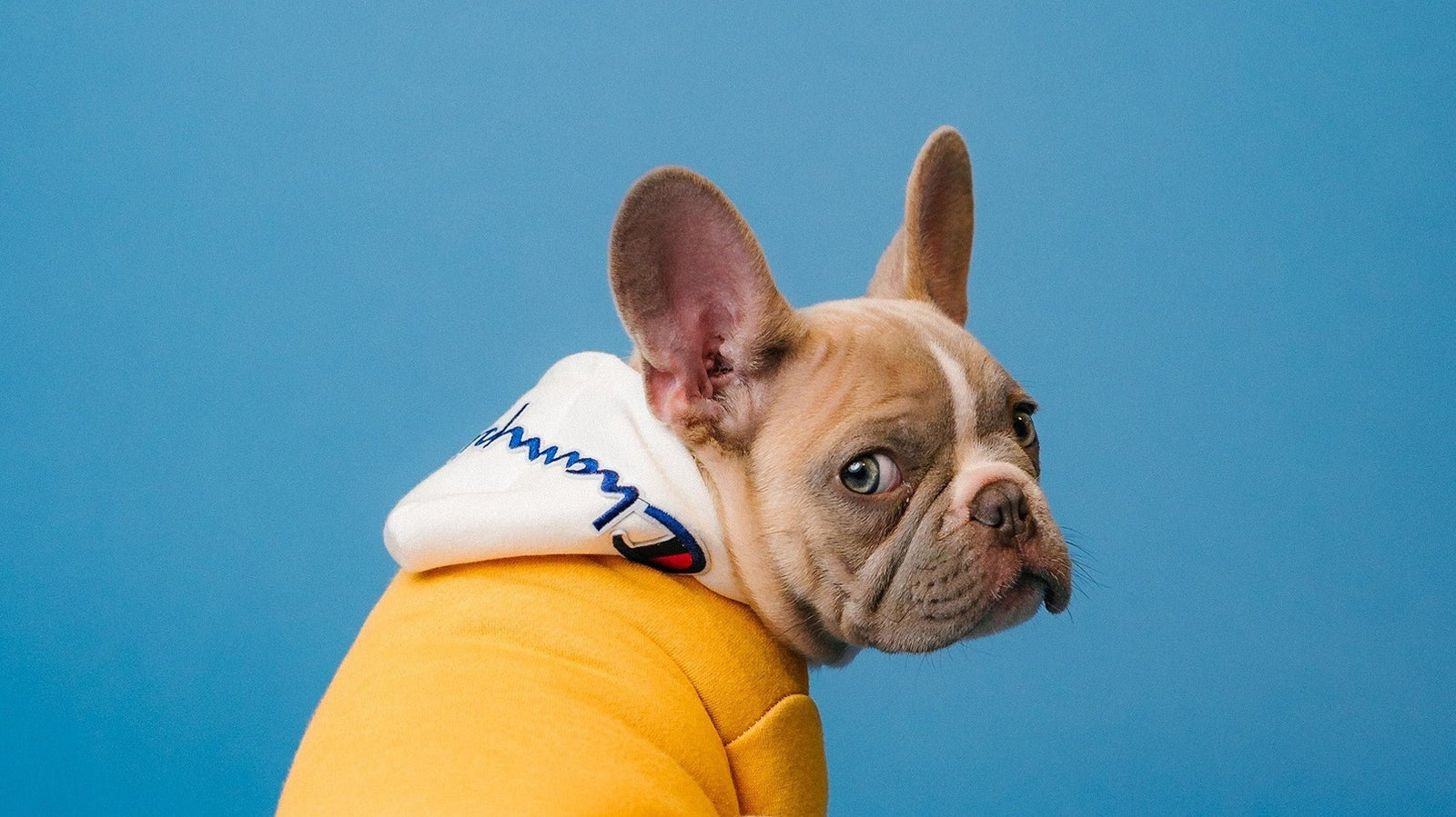 5 Tips for Capturing the Perfect Pet Portrait - PET SKETCH STUDIO