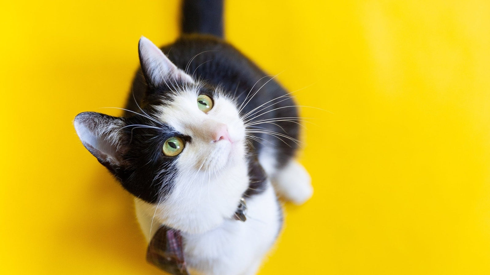 Cat Lover Gifts Custom Creations - PET SKETCH STUDIO