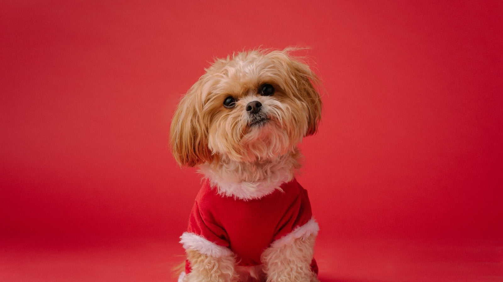 Custom Pet Portraiture Art to Cherish Your Pet - PET SKETCH STUDIO