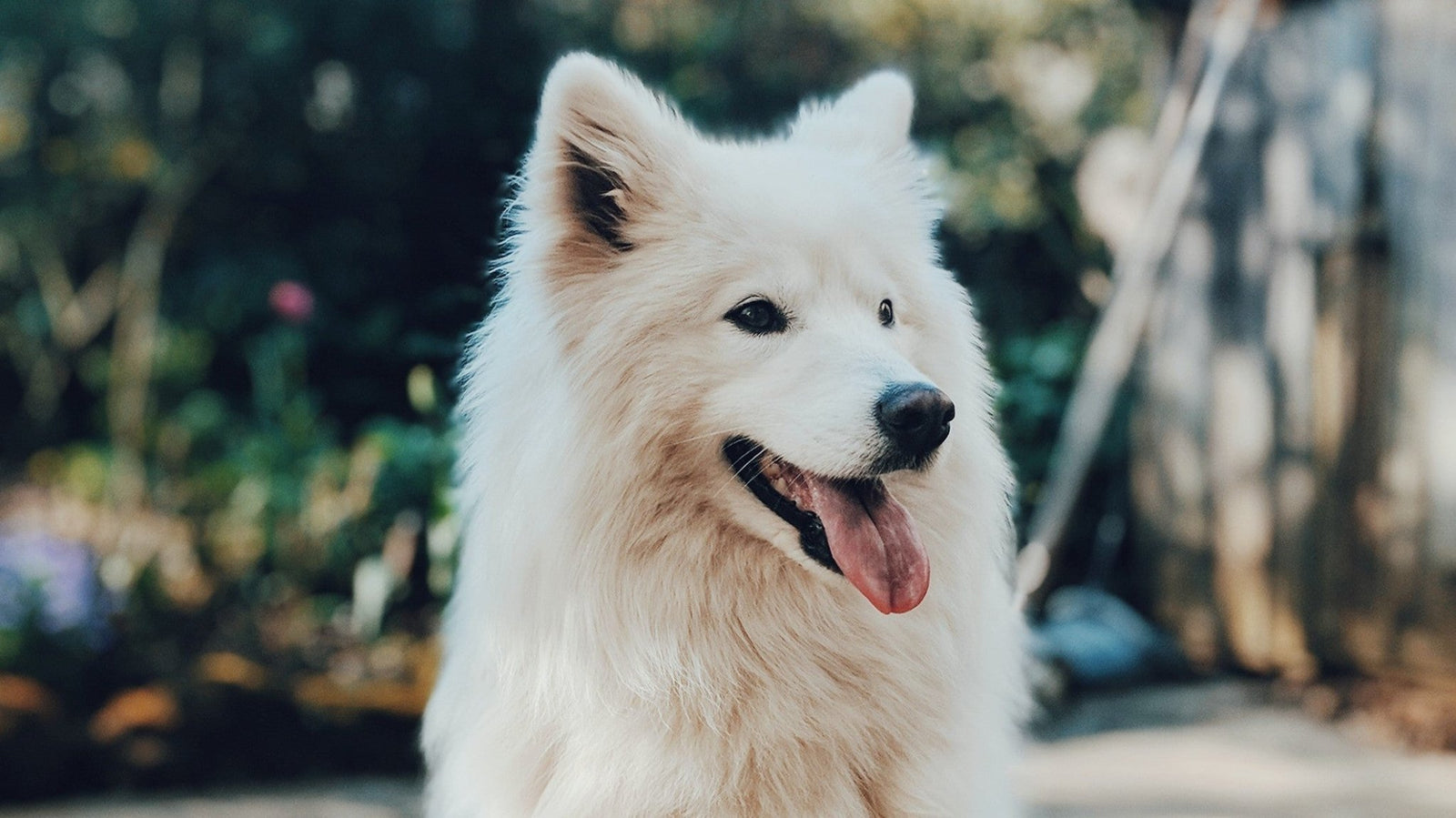 Dog Portrait Studios: Where Every Wag Becomes a Work of Art - PET SKETCH STUDIO